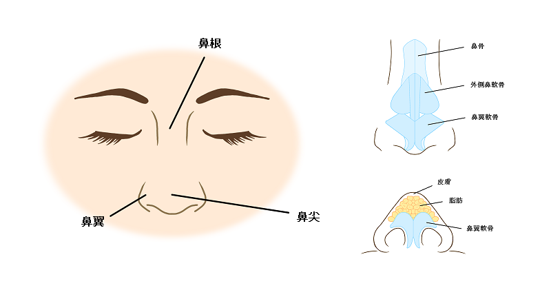 鼻の解剖